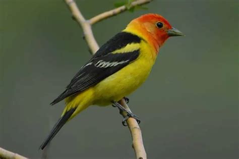 40 Of The Most Colorful Birds Of North America With Pictures