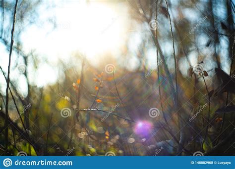 Autumn Leaves With Blurred Trees Fall Blurry Background Stock Photo