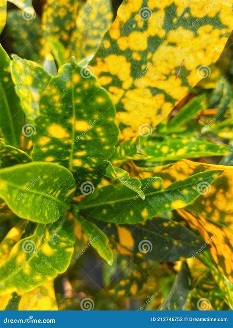 Garden Croton This Plant Has Green Leaves And Bright Yellow Spots Stock
