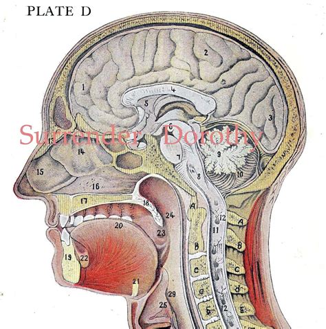 Cross Section Human Head Brain Anatomy Lithograph Illustration