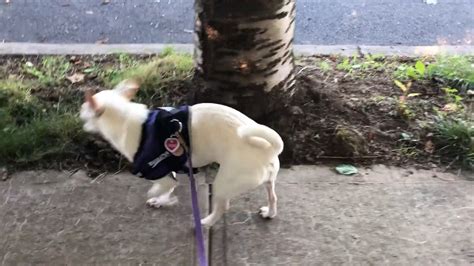 Tail Wagging Isn't Always Friendly | AKC Expert Tips | tail | A wagging