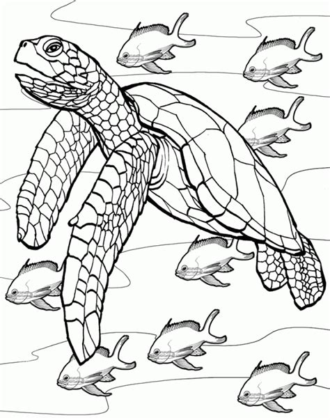 20+ Free Printable Turtle Coloring Pages - EverFreeColoring.com