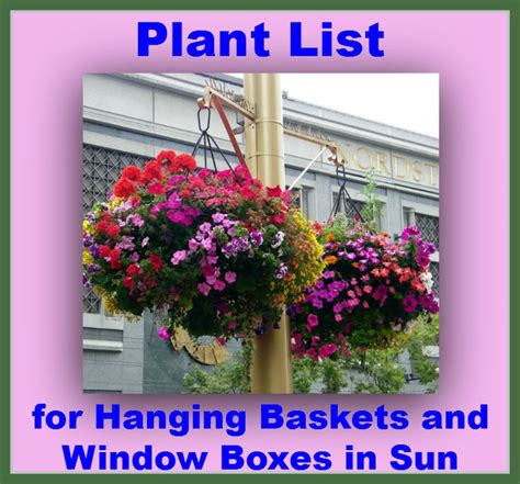 14 ageratum can handle full or partial sun. 1000+ images about Window Boxes, Pots & Baskets on ...