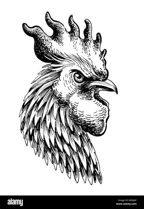 Rooster Head Ink Black And White Illustration Stock Photo Alamy