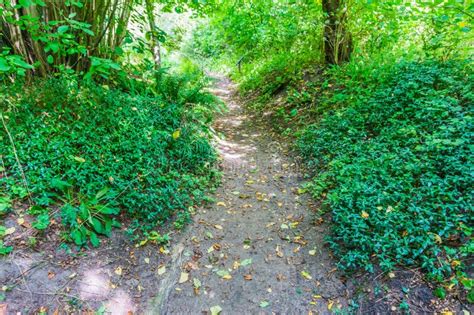 Forest Walking Path With Green Plants In A Nature Landscape Stock Photo