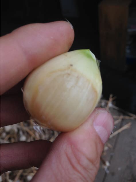 Waxy Breakdown Of Garlic Maine Organic Farmers And Gardeners