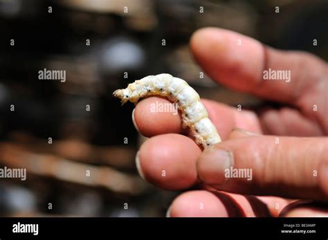Silkworm Bombyx Mori In The Hand Of The Breeder Sericulture Silk
