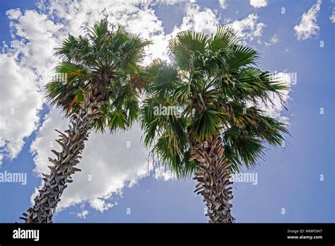 Sabal Palmetto High Resolution Stock Photography And Images Alamy