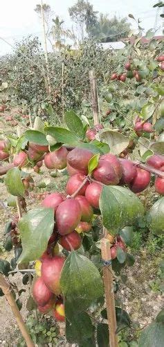 Well Watered Kashmiri Red Apple Ber Plant At Rs 13bag In Kolaghat Id 22325083997