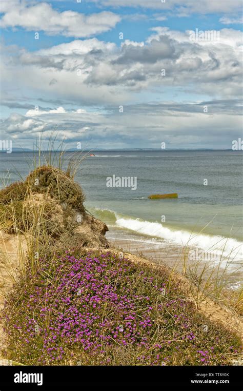 Wild Flowers Scotland Coast Stock Photos And Wild Flowers Scotland Coast