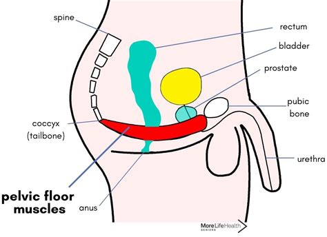 All About The Pelvic Floor How To Keep The Pelvic Floor Functioning Well Over More Life