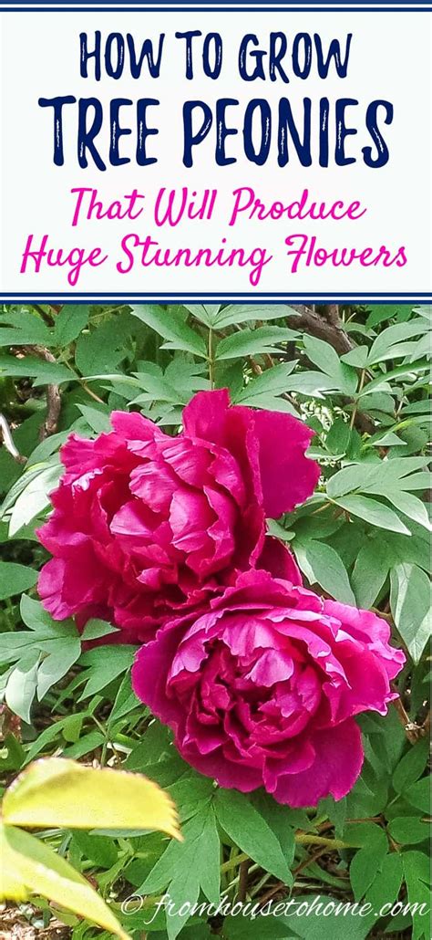 Tree Peonies How To Grow Shade Loving Tree Peonies With