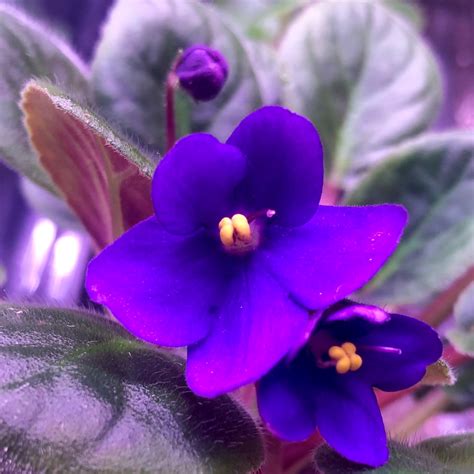 African Violet Live Plant Evelyn Deep Purple Or Blue Pansy Etsy