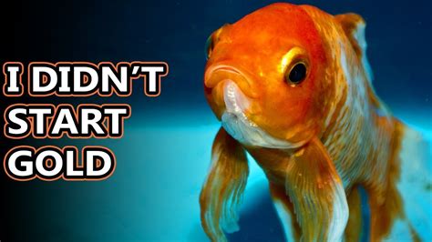 Goldfish Facts Some Of The Most Popular Pets Animal
