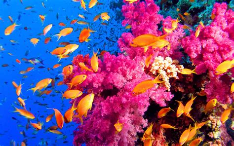 Coral Reef Photos On Pinterest Coral Reefs Macros And Coral