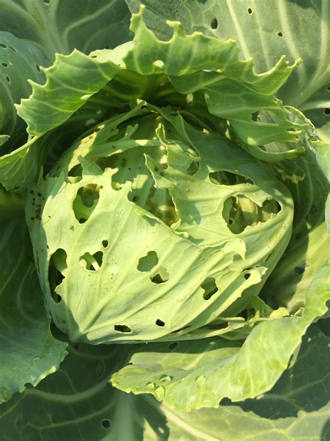 Broccoli, cabbage, chinese cabbage, cauliﬂower and brussels sprouts are members of the brassica family. Cabbage problem - Ask an Expert