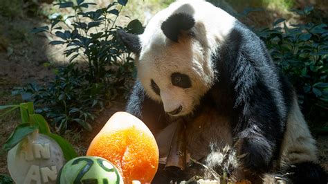 World’s Oldest Giant Panda In Captivity Dies At 35 Good Morning America