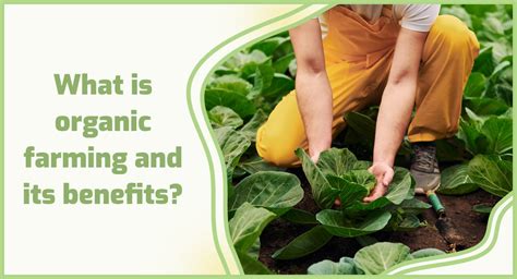 What Are Benefits Of Organic Farming 🌾
