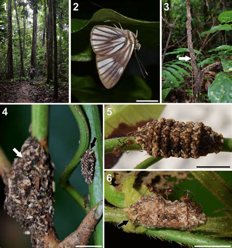Habitat Adult And Caterpillars Of Setabis Lagus Lepidoptera