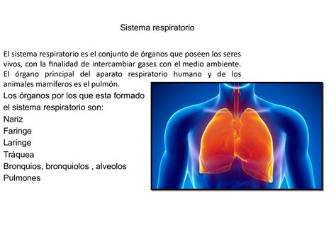 Calaméo Sistema Respiratorio Cloé