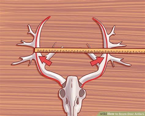 How To Score Deer Antlers With Pictures Wikihow