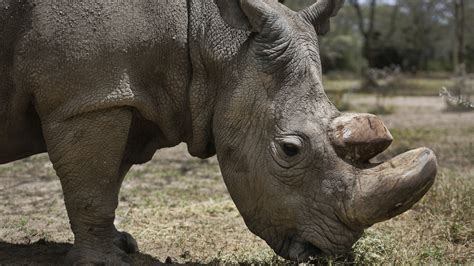 Sudan Worlds Last Male Northern White Rhino Dies Parallels Npr