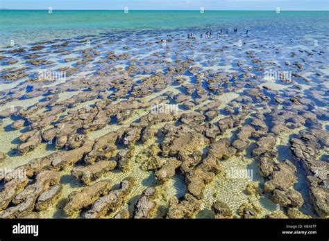 Stromatolites At Low Tide Hamelin Pool Shark Bay Western