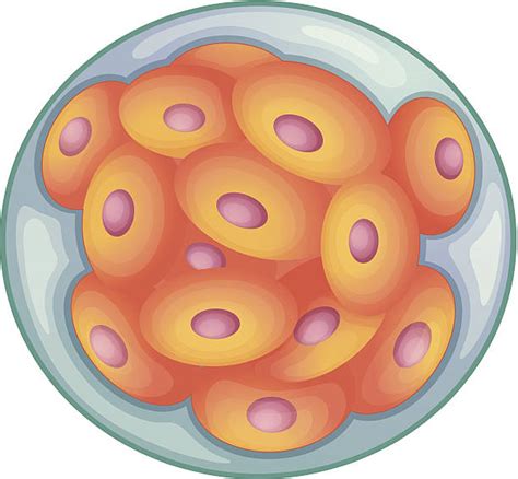 Mitosis Diagram Illustrations Royalty Free Vector Graphics And Clip Art