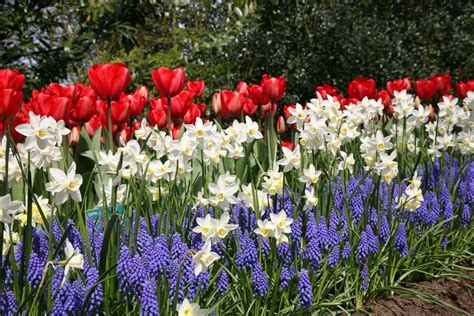 Tulip Red Impression / Red Impression flower bulbs ...