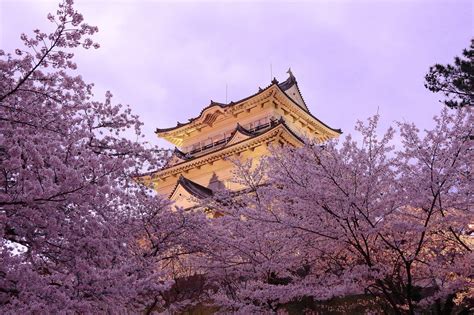 Cherry blossoms are a symbolic flower of the spring, a time of renewal, and the fleeting nature of life. pagoda, Japan, Spring, Sakura, Cities Wallpapers HD ...