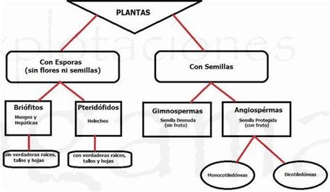 Clasificación De Las Plantas Explotaciones Jogamar Sl