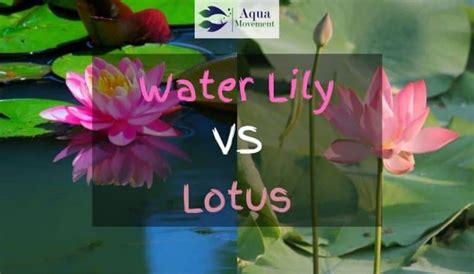 Water Lily Vs Lotus What Is The Difference Aqua Movement