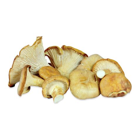 Fresh Wild Chanterelle Mushrooms Marx Foods