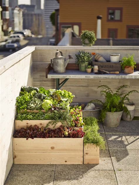 Edible Rooftop Garden