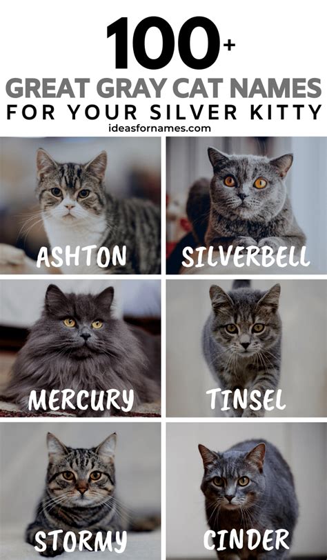 100 Glorious Gray Cat Names Perfect For Your Silver Kitty