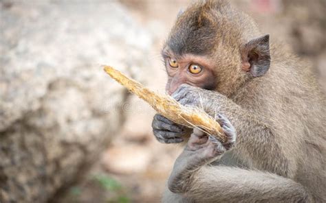 The Behavior Of Monkeys Every Day Varies Stock Image Image Of Asia