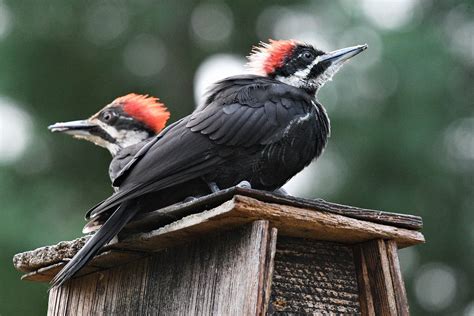 Pileated Woodpeckers Mating Behaviors G Rated