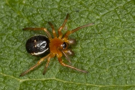 Spider Sp Hypsosinga Bugguidenet