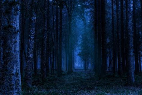 Bosque Noche Paisaje Foto Gratis En Pixabay