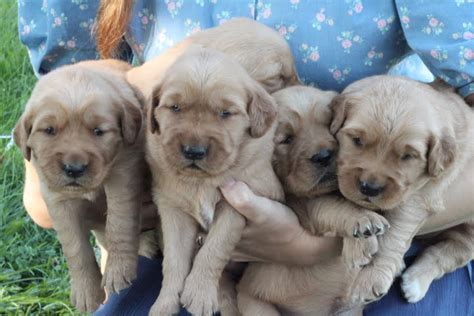 Whats included akc registered purebred golden retriever puppies with papers pedigrees shot n deworming records hip xrays ofa heart n ofa eye extending our golden family to you. An arm full of our cute AKC golden retriever puppies ...