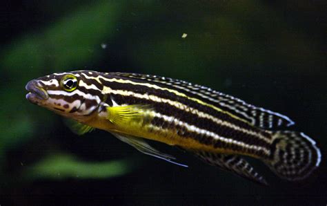 Julidochromis Cichlid Chibi Aquarium