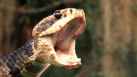 Floridas Venomous Snakes 0210 Water Moccasin Or Cottonmouth Youtube