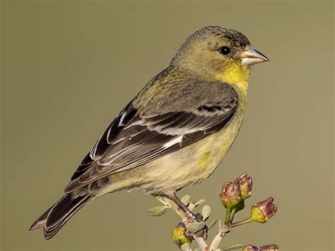 Lesser Goldfinch Celebrate Urban Birds