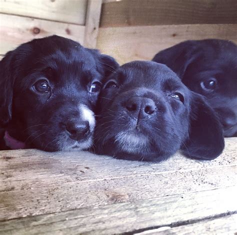 Pin By Claire Darnell Mccart On Springador Puppies Puppies Retriever