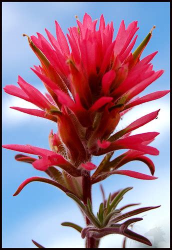 Check spelling or type a new query. Wyoming Wildflowers | Wyoming "The Cowboy State" | Flickr