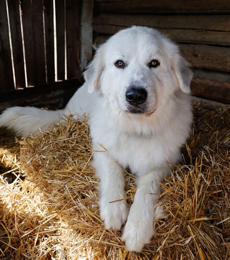 Pin On Great Pyrenees