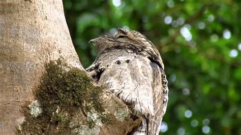 El kakuy o potoo es un ave que caza de noche cerca de su territorio. urutau. Ave fantasma. potoo bird. - YouTube