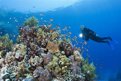 Red Sea Diving Holidays Dive Holiday Experts Diverse Travel Uk