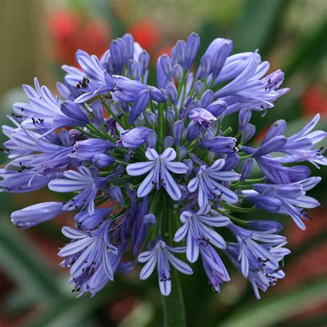 Agapanthus Africanus Lily Of The Nile Mid Valley Trees