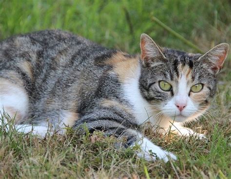 All female placental mammals have a mosaic. The Calico Cat - Cat Breeds Encyclopedia